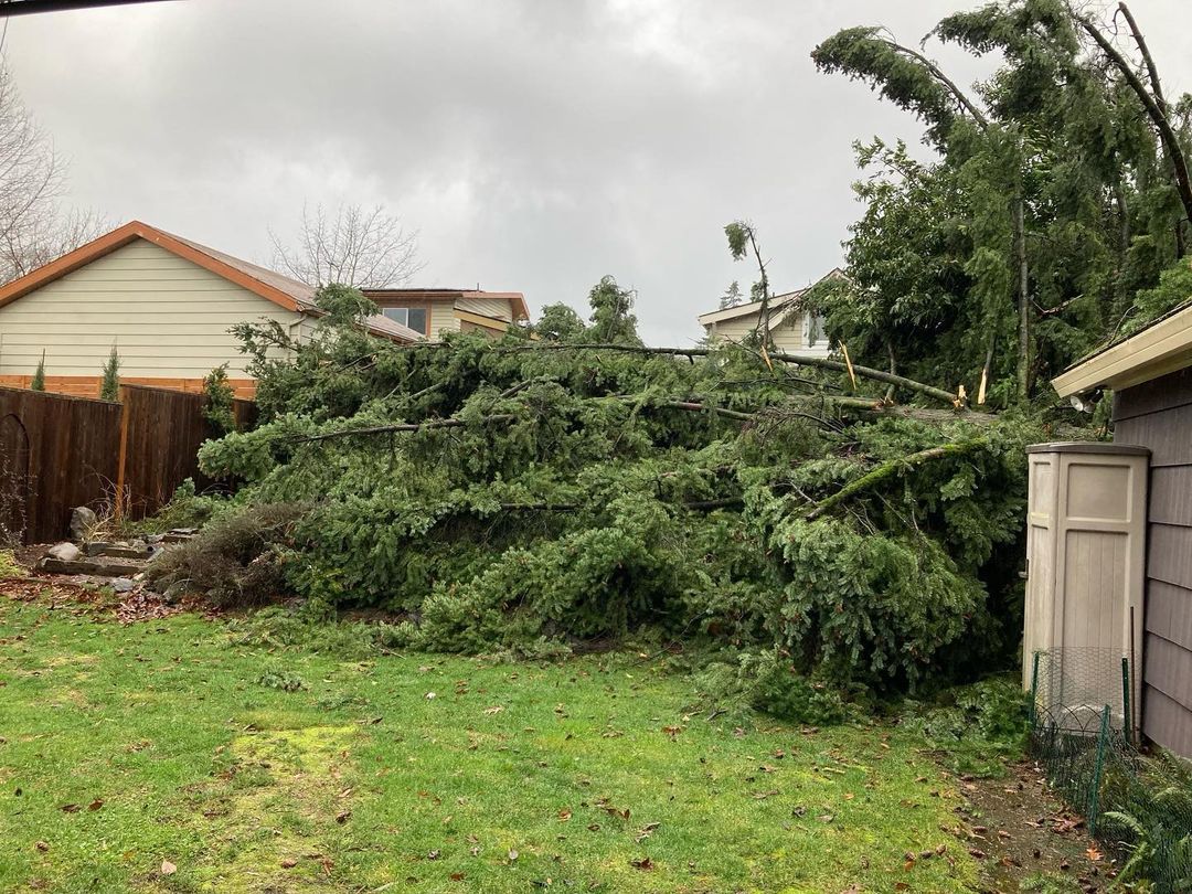 ต้นไม้ถล่มทับหลังบ้าน