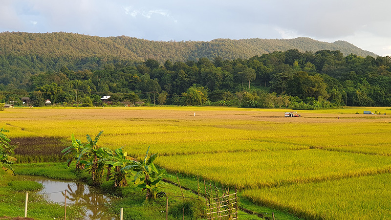 ที่พักวิวทุ่งนา