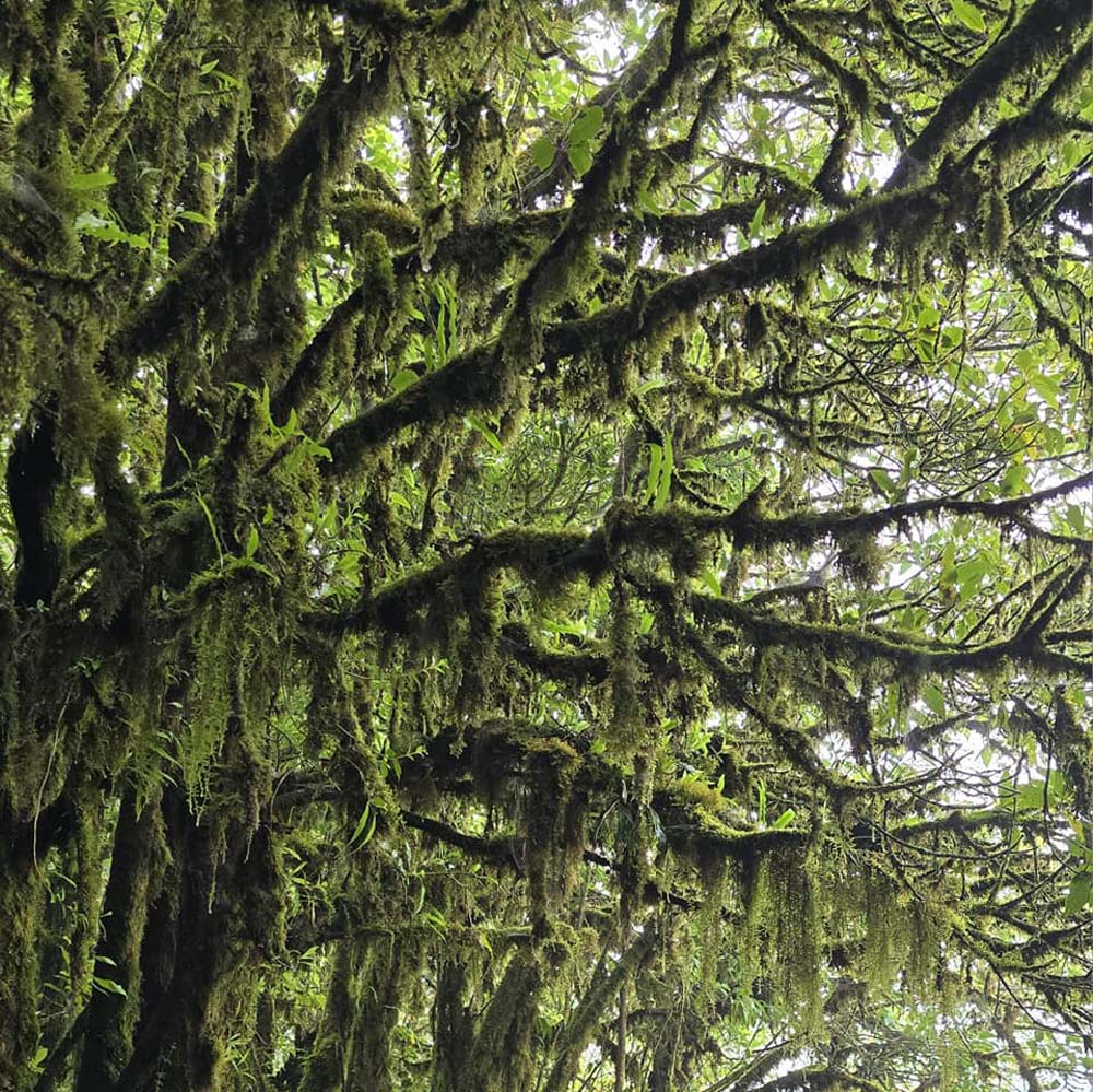 เที่ยวดอยอินทนนท์หน้าฝน