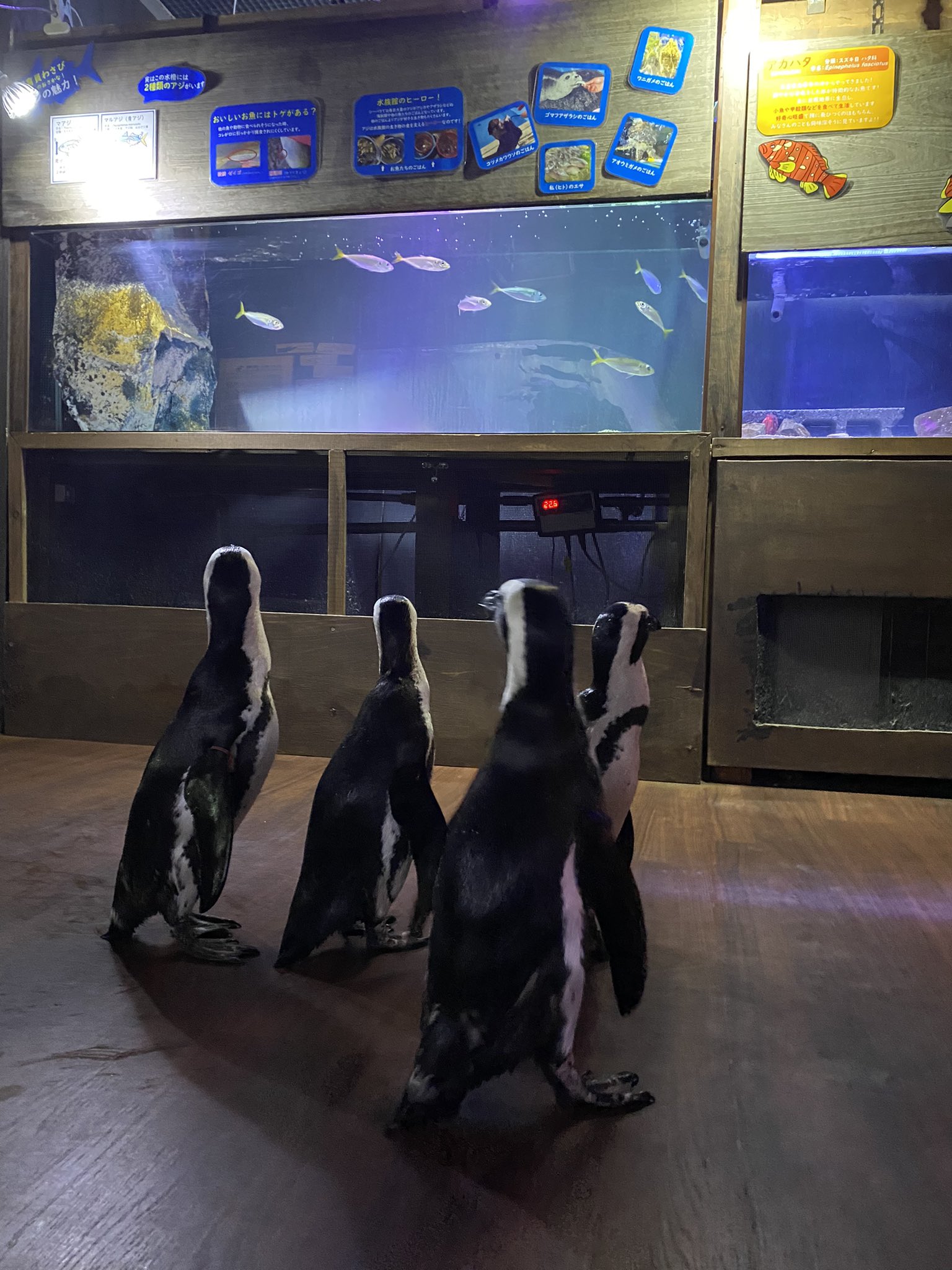 พิพิธภัณฑ์สัตว์น้ำ