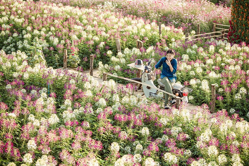 สวนเมเปิ้ล จ.กาญจนบุรี