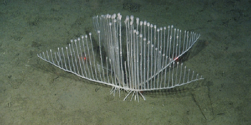 ฟองน้ำพิณ