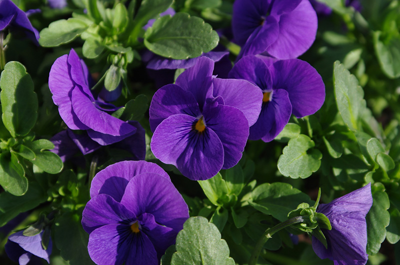 ดอกแพนซี่