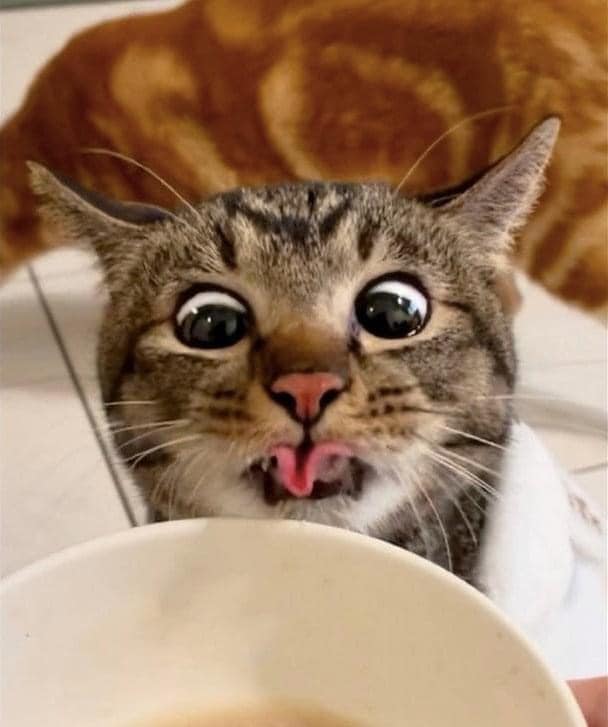 แมวหิว