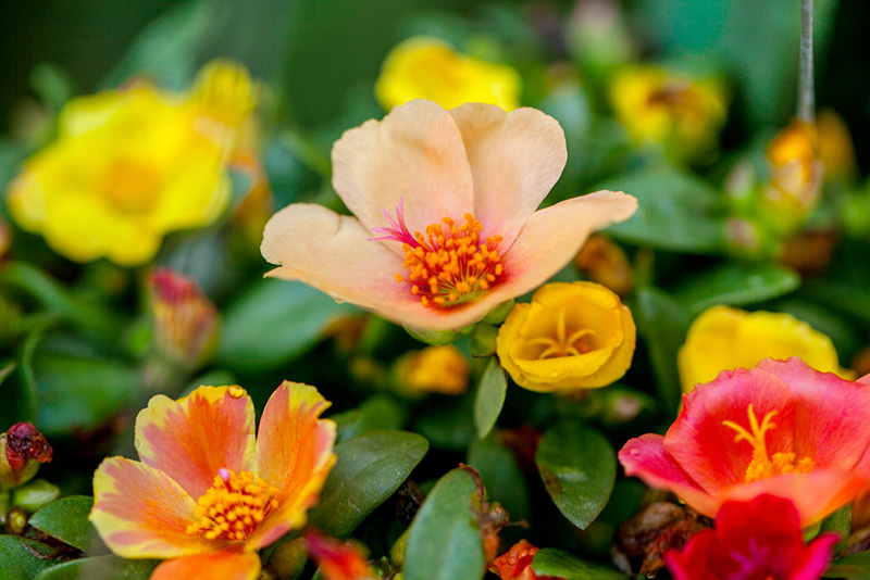 คุณนายตื่นสาย