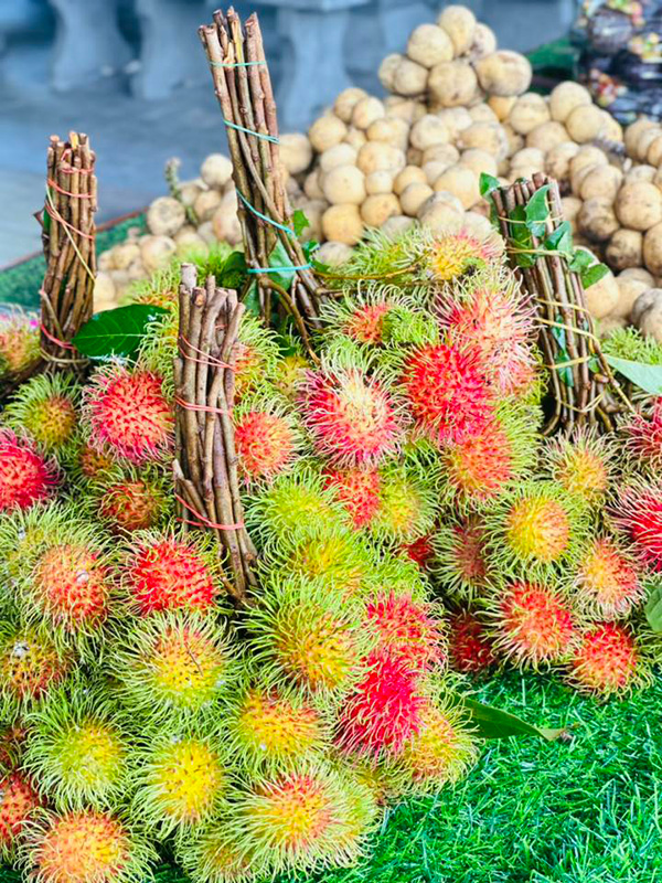สวนทุเรียนภูเขาชะอม สระบุรี 2568 สวนทุเรียนเฌอพะงา