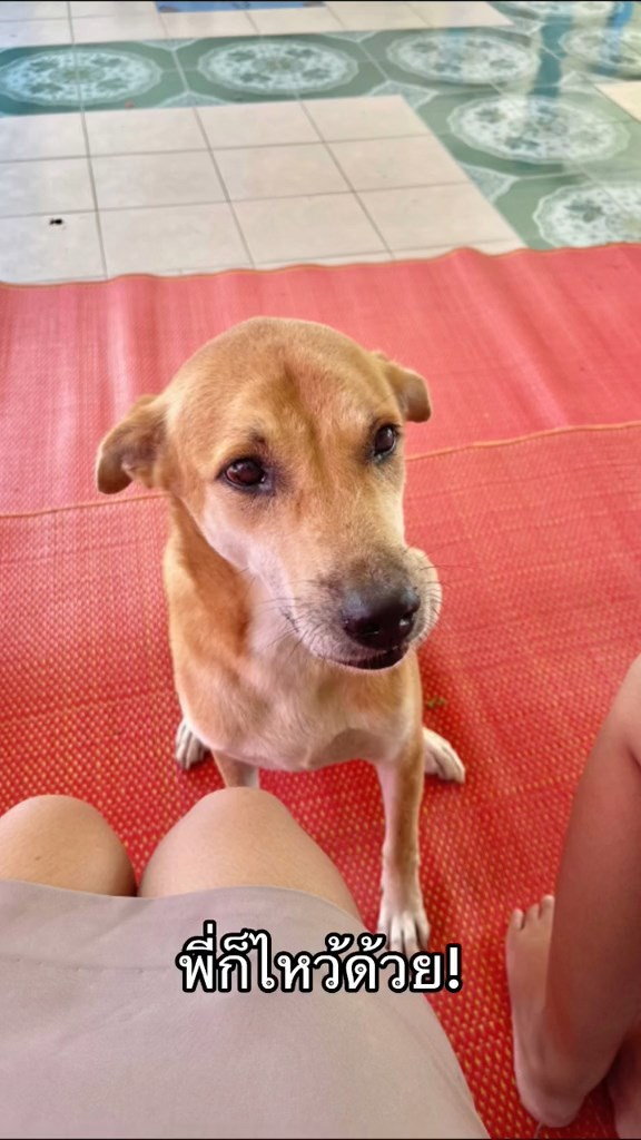 พิธีไหว้ครู