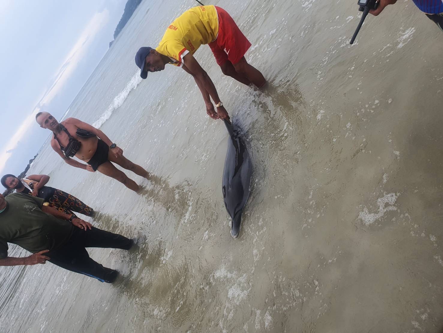 โลมาเกยตื้น