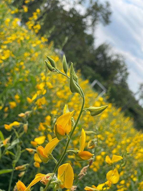 ทุ่งปอเทือง สวนรถไฟ 2569