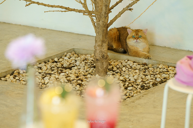 Purr Cafe Nakhonpathom