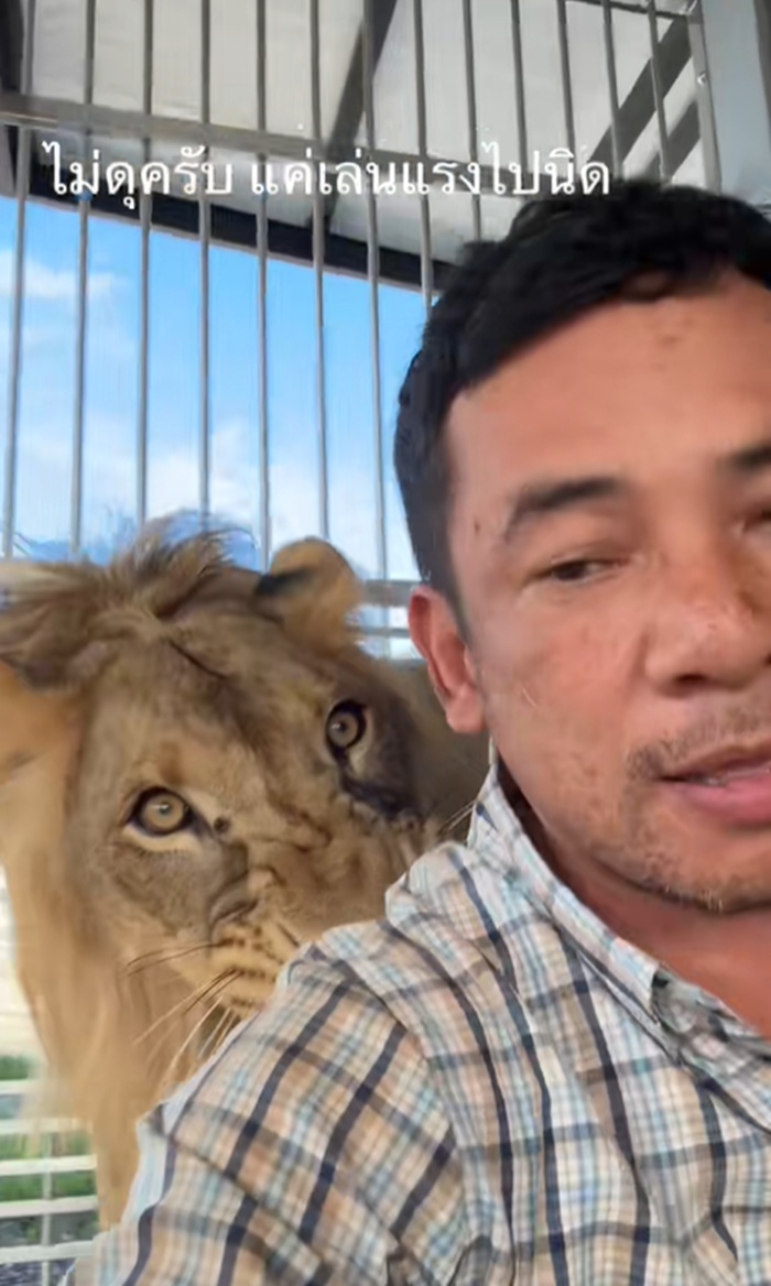 เล่นกับสิงโต