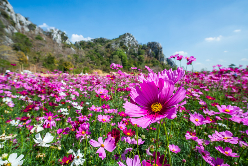 ที่เที่ยวเดือนมกราคม 2568 ทุ่งคอสมอส จังหวัดลพบุรี