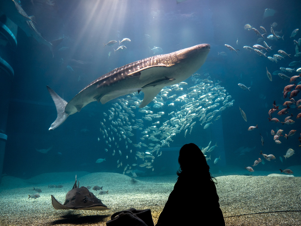 Osaka Aquarium KAIYUKAN ที่เที่ยวโอซากา
