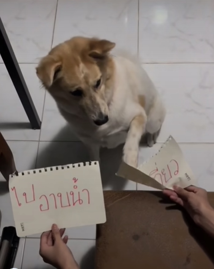 แกล้งหมา