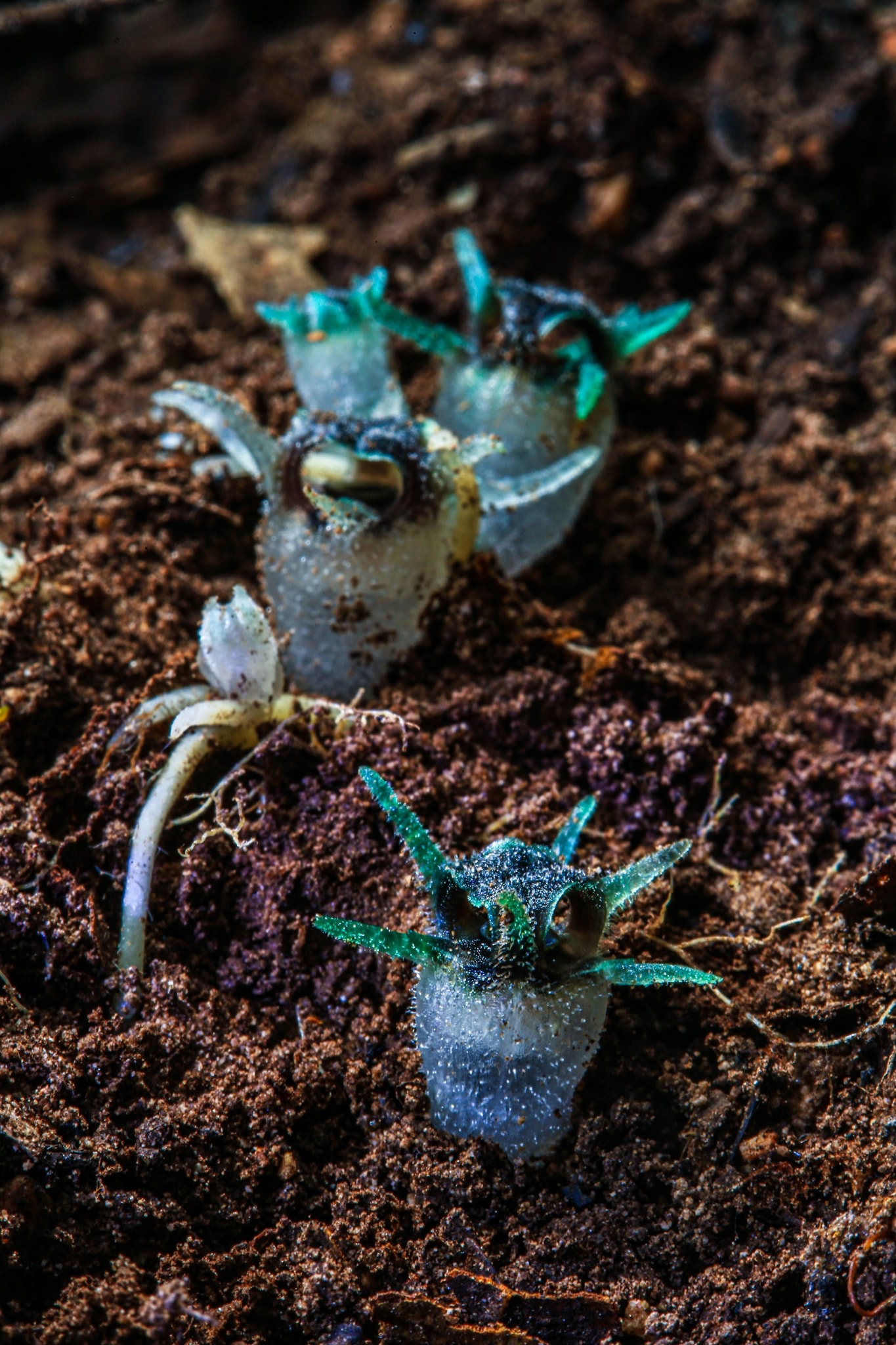 พิศวงไทยทอง