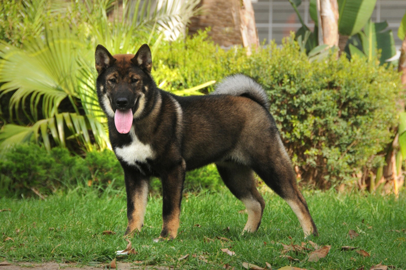 ชิโกกุ เคน (Shikoku Ken)