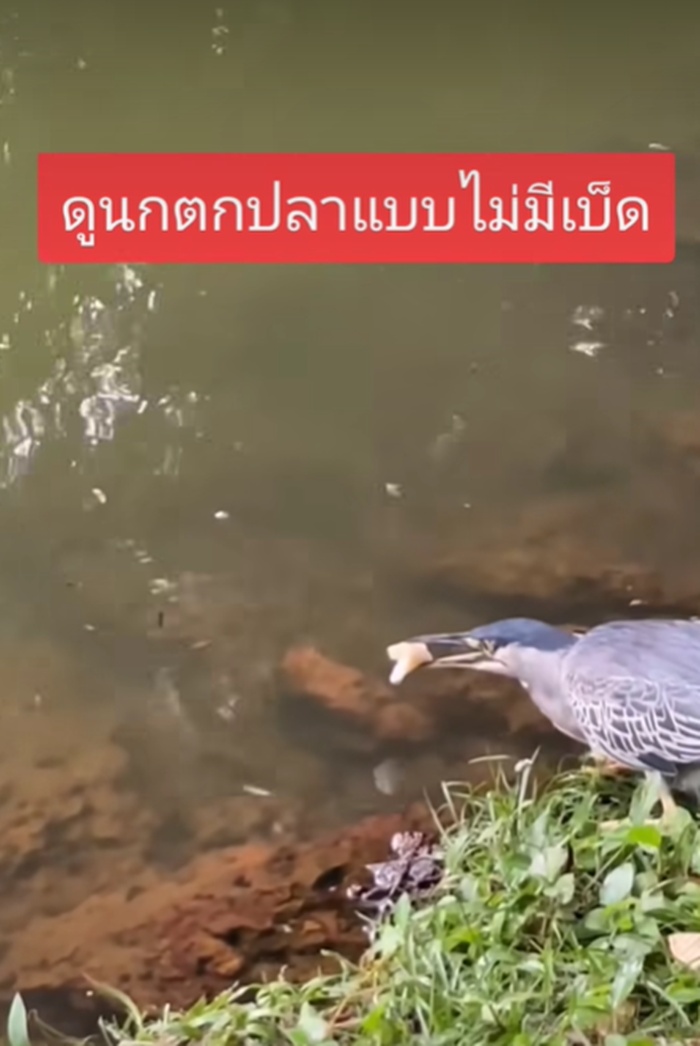 นกจับปลา