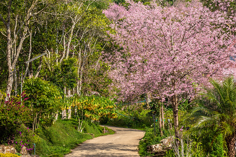 ดอกนางพญาเสือโคร่ง