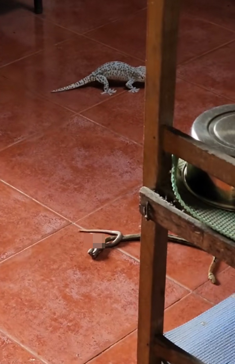 สัตว์สู้กัน