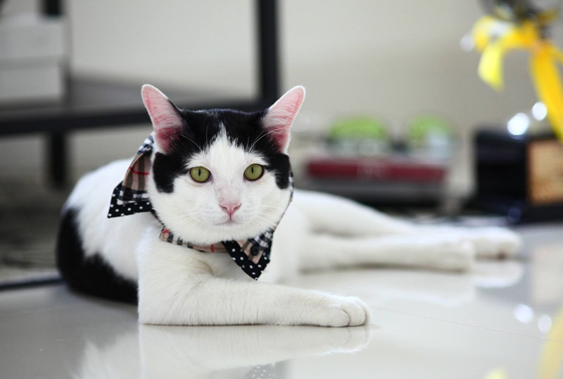 แมวจรจัด