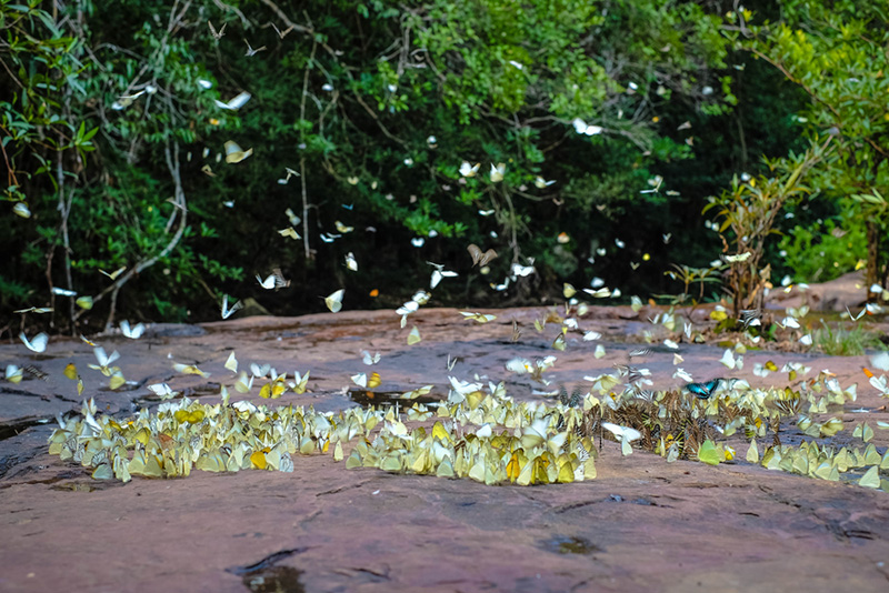 เที่ยววันแม่