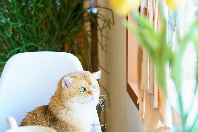Purr Cafe Nakhonpathom