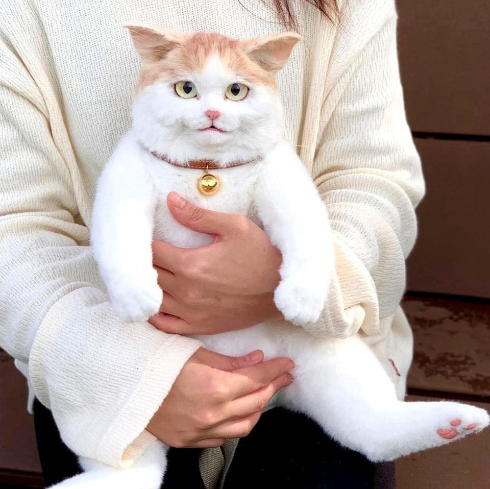 กระเป๋าแมว