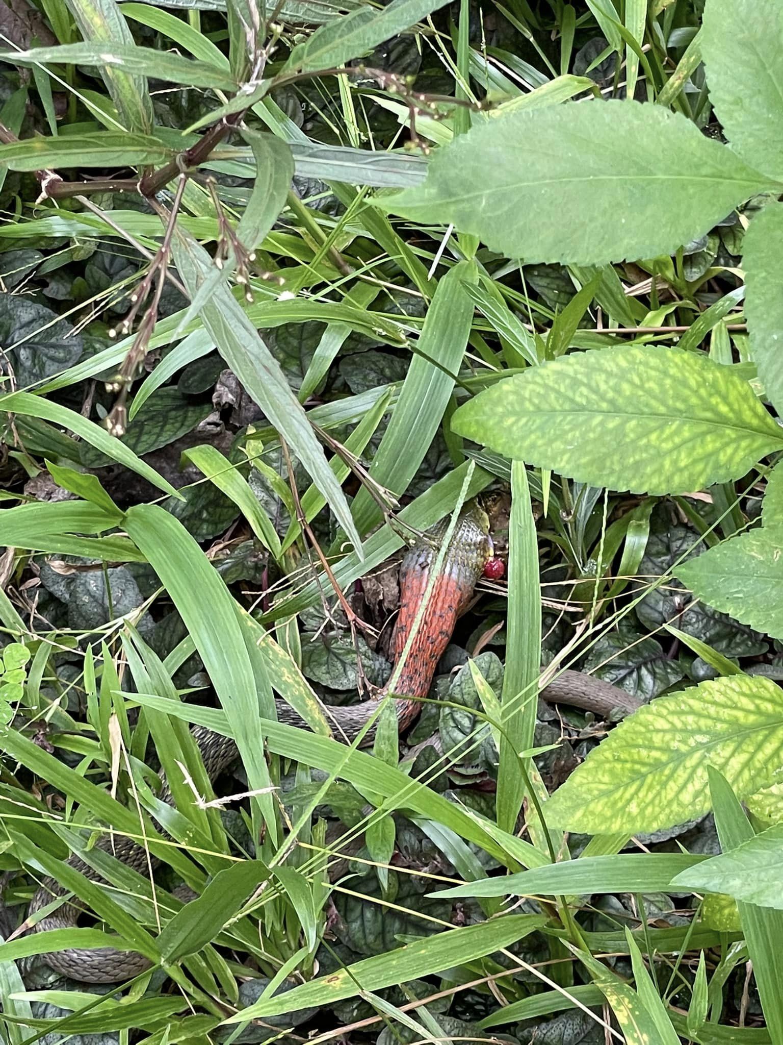 งูกินคางคก