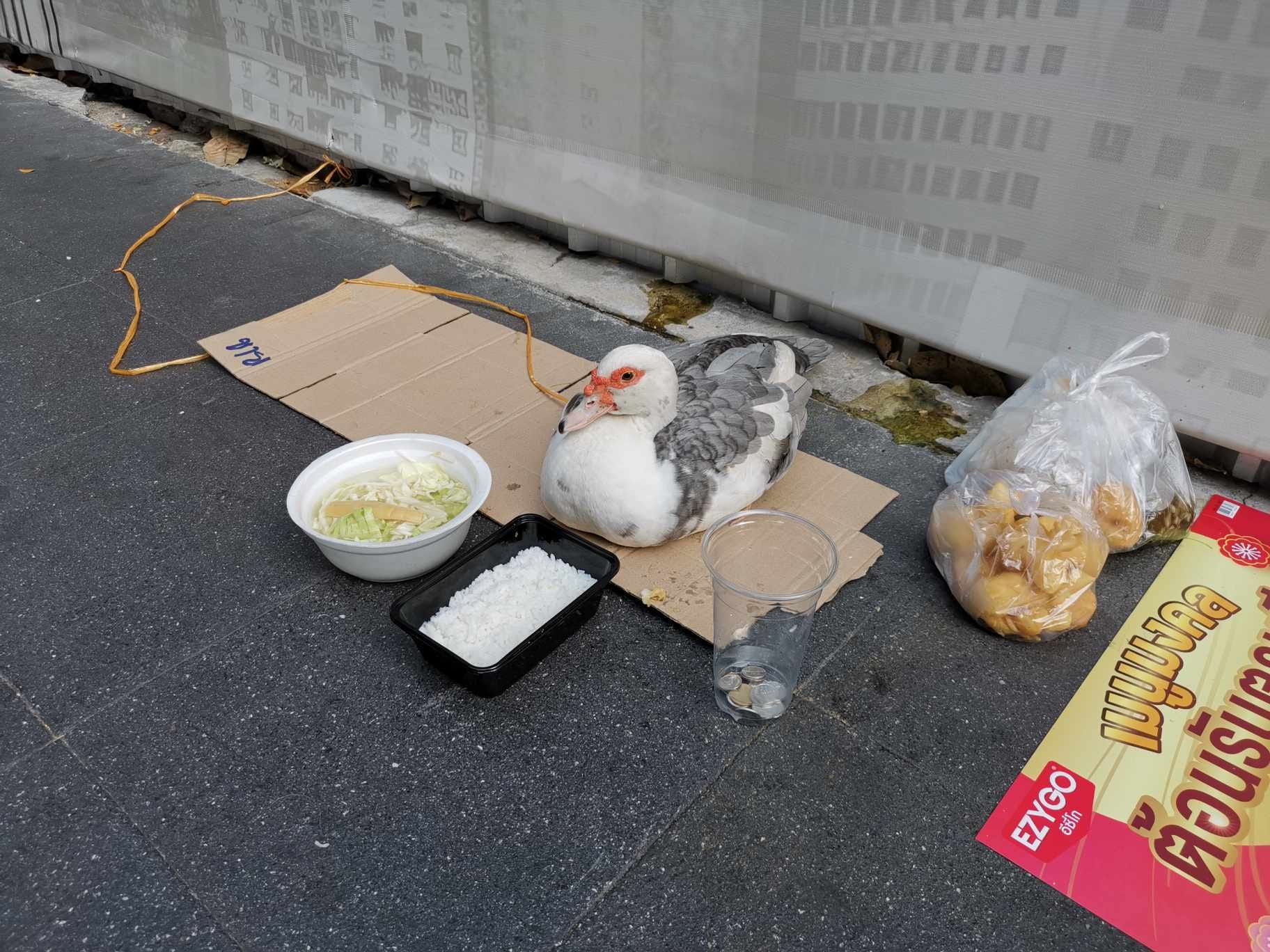 เป็ดขอทาน