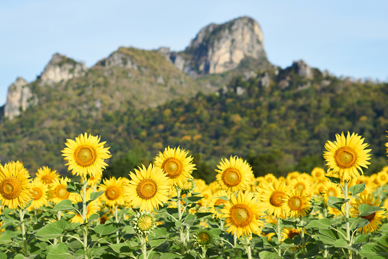 ทุ่งทานตะวัน เขาจีนแล จังหวัดลพบุรี