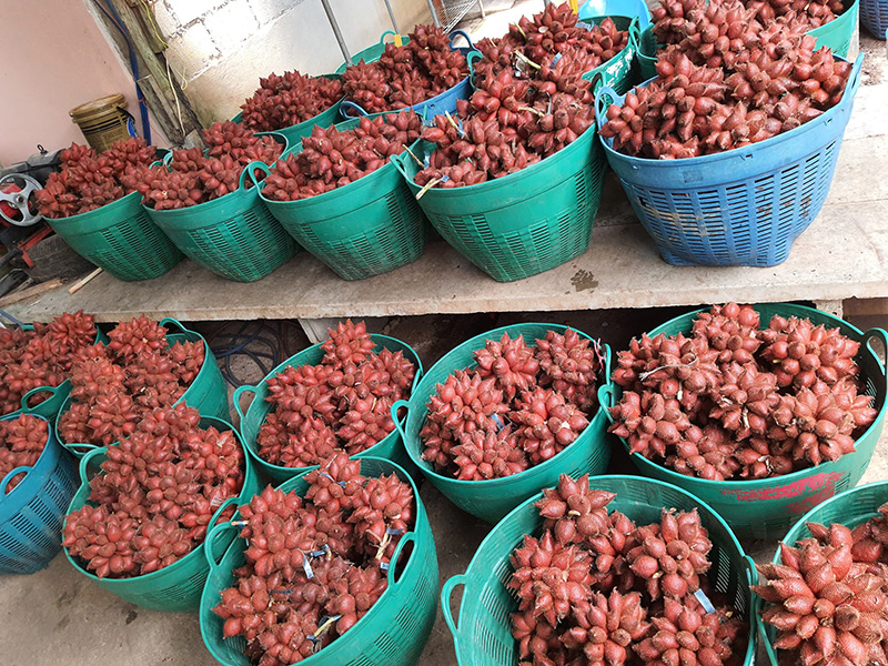 สวนผลไม้ตราด 2566