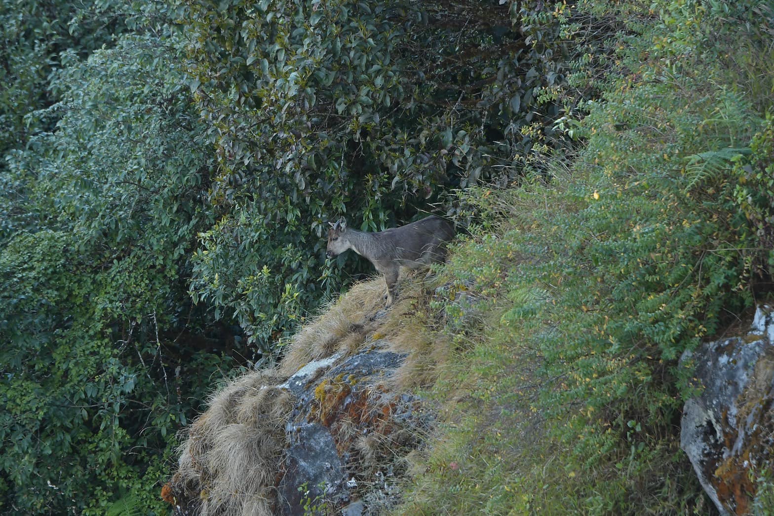 ม้าเทวดา