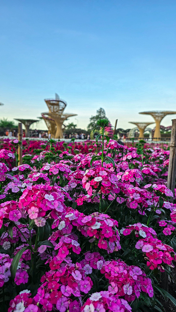 สวนเมเปิ้ล กาญจนบุรี 2568