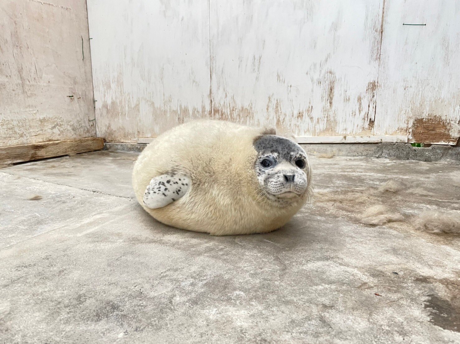 ลูกแมวน้ำลายจุด