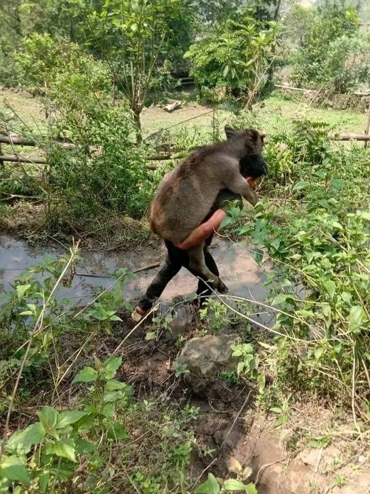 ควายน้อยขี่หลัง