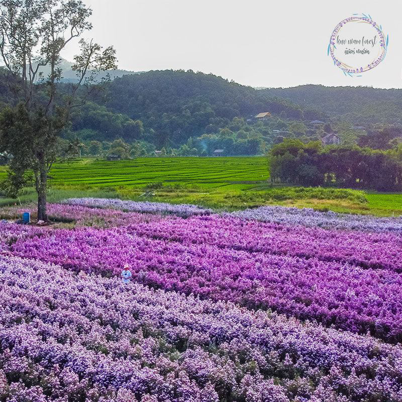 สวนดอกมาร์กาเร็ต เชียงใหม่ 