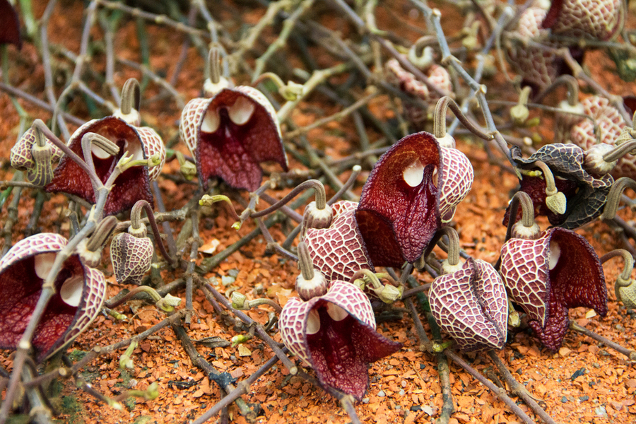 ดอกดาร์ธ เวเดอร์