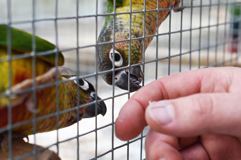 ไข้นกแก้ว เกิดจากอะไร