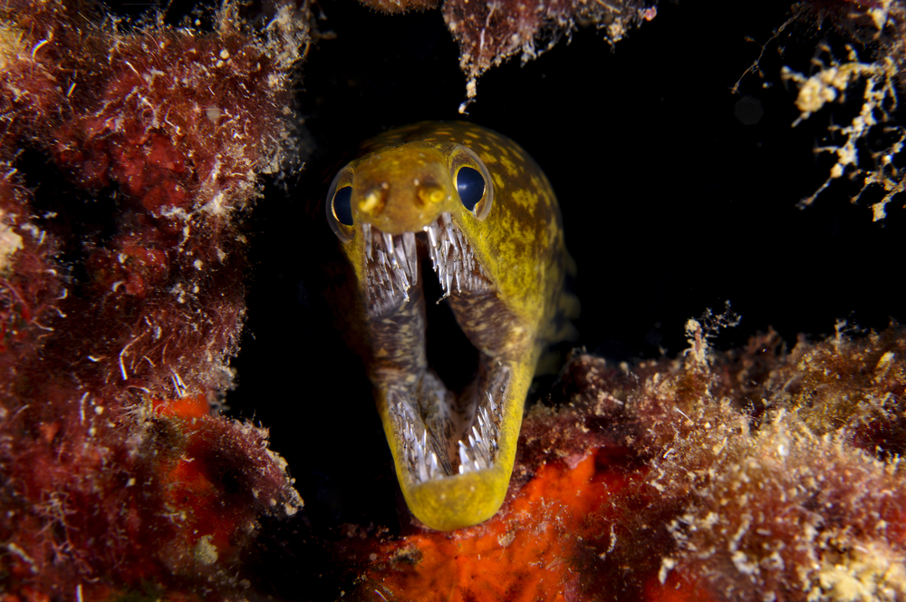 ปลาไหลมอเรย์