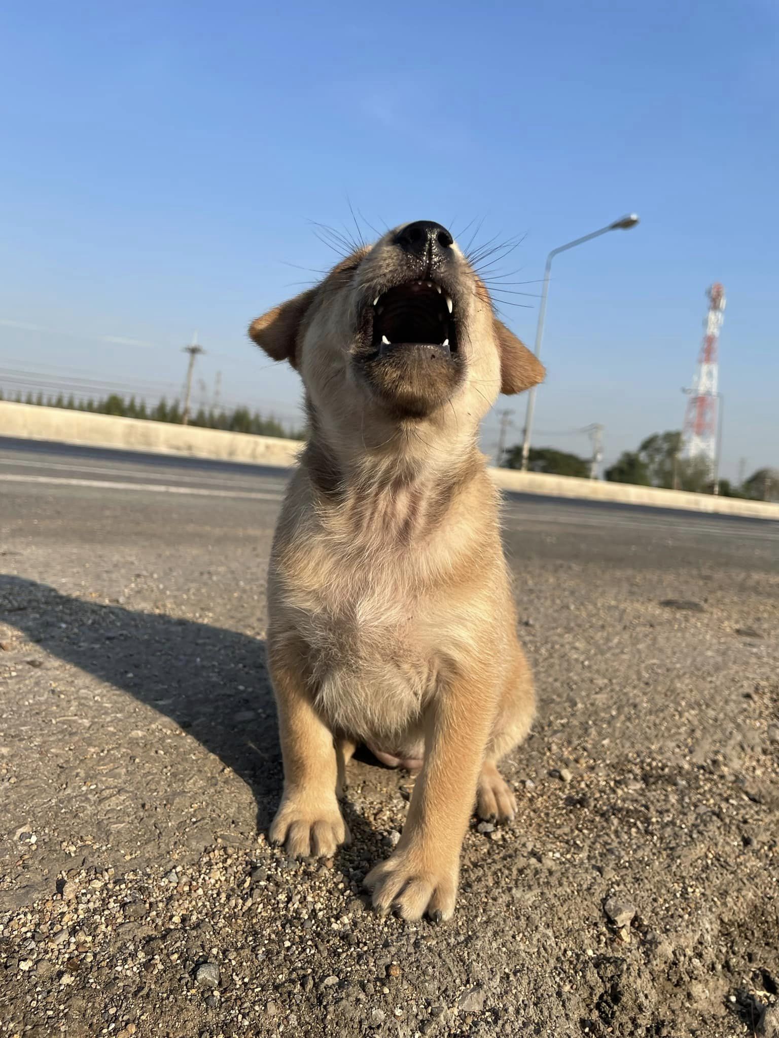 ลูกหมา