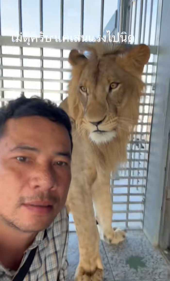 เล่นกับสิงโต