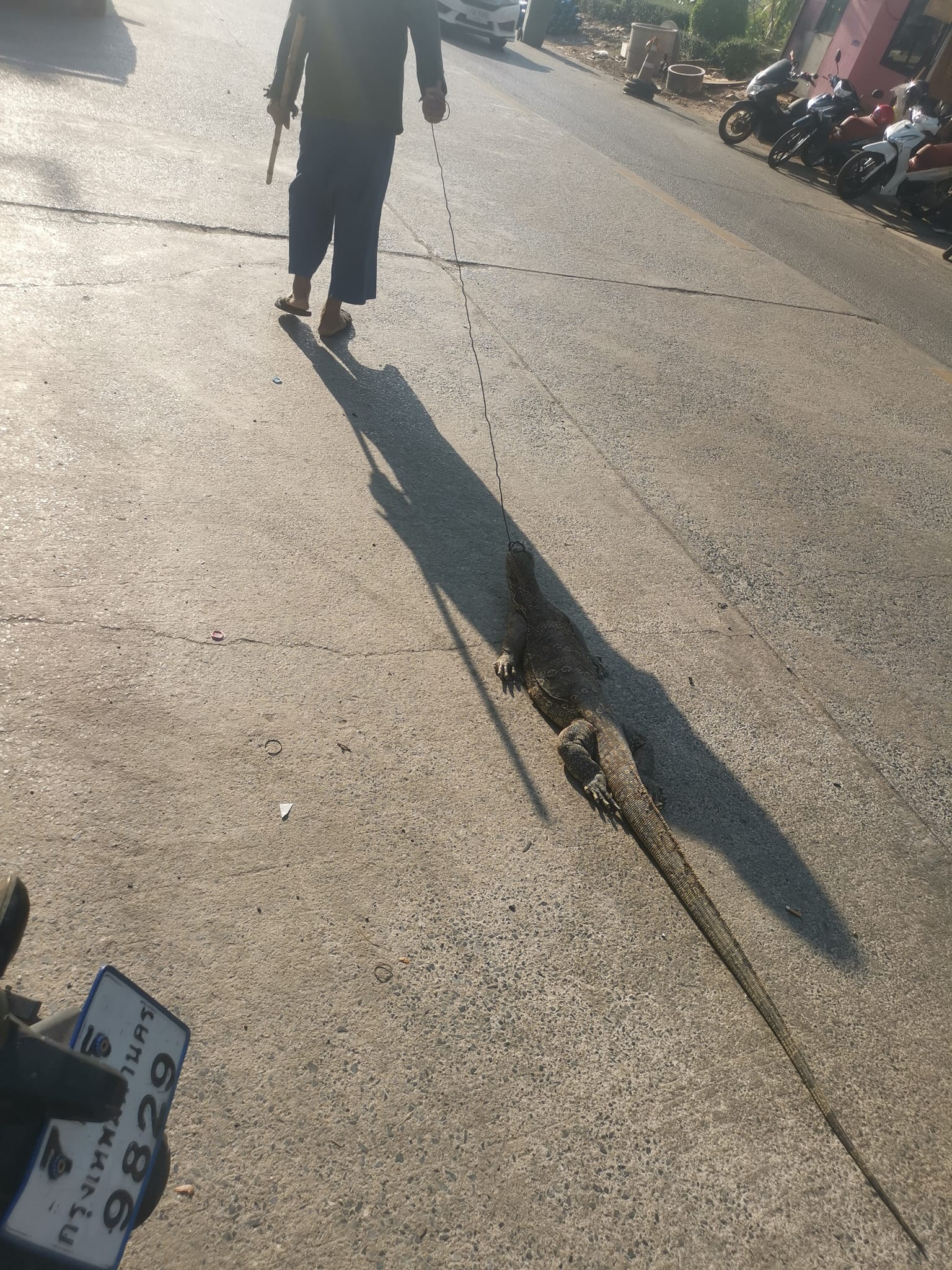 ตัวเงินตัวทอง