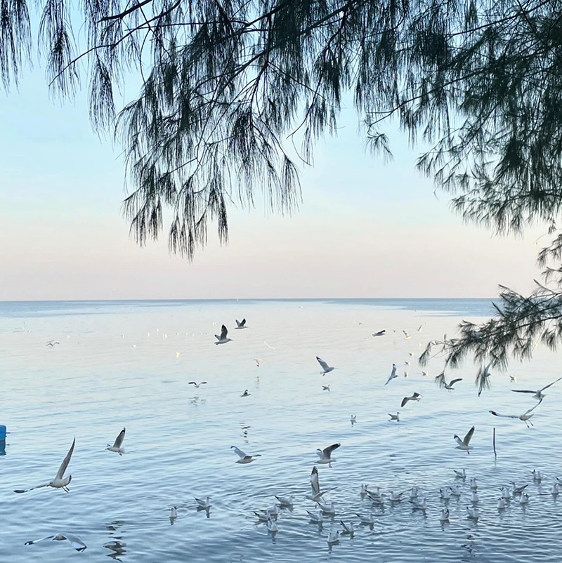 จุดชมนกนางนวล ดอนหอยหลอด