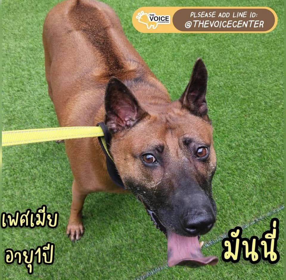 บูม หมูทะ