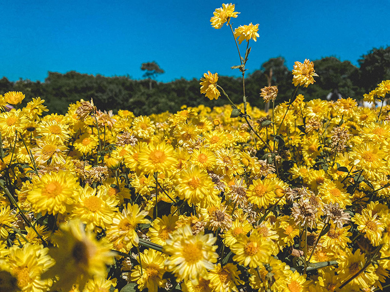 ที่เที่ยวปีใหม่ 2565