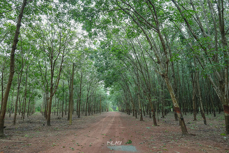 ทุ่งดอกกระเจียว ฉะเชิงเทรา สวนเภตรา