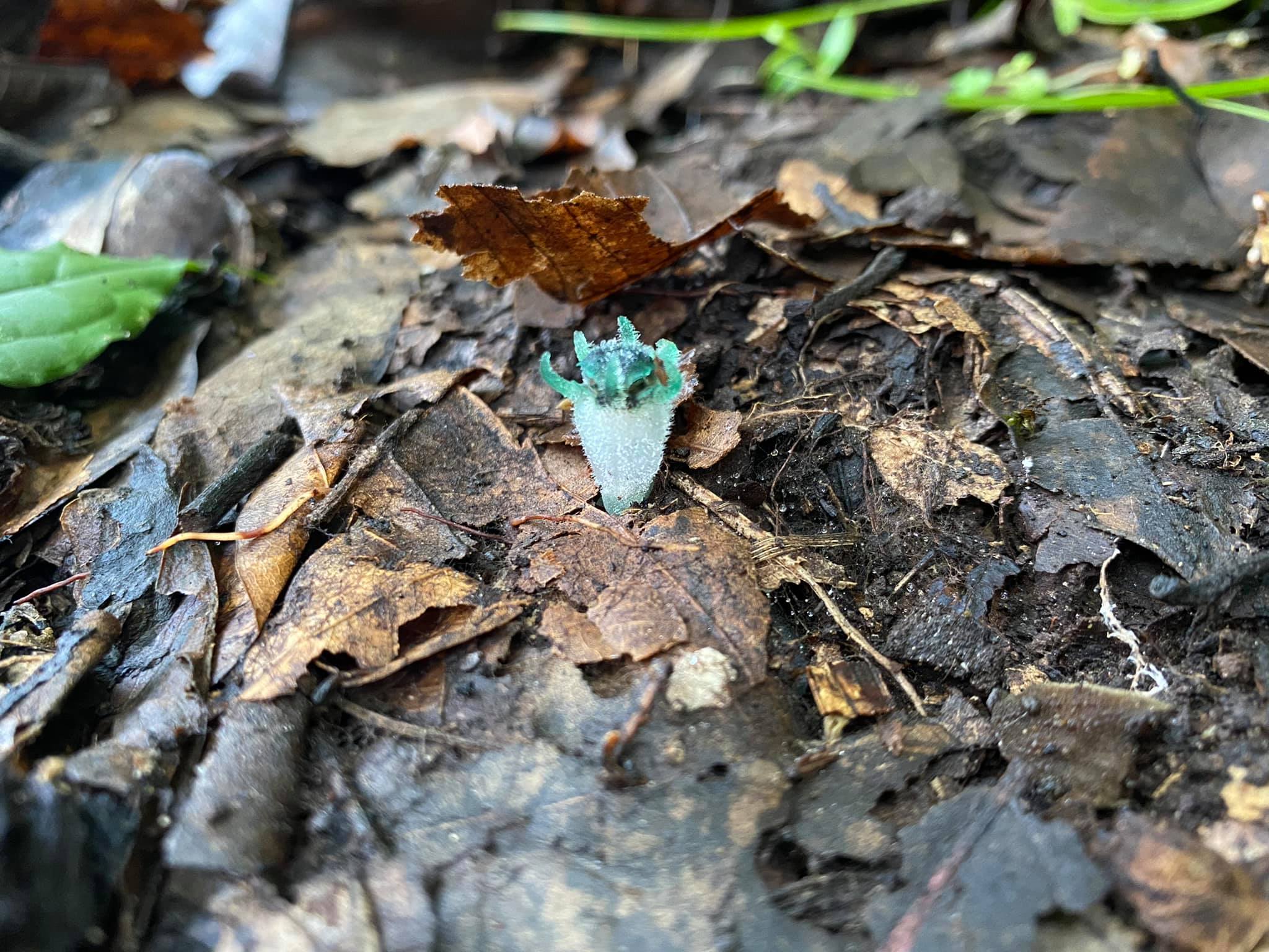 ต้นพิศวงตานกฮูก