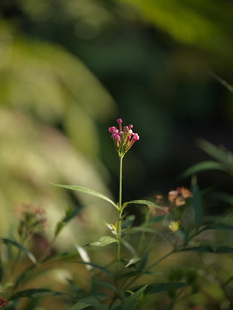 บ้านแอน ทองประสม
