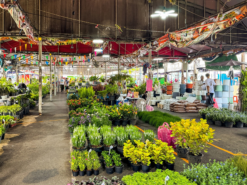 ร้ายขายต้นไม้ใหญ่ ตลาดต้นไม้สวนจตุจักร