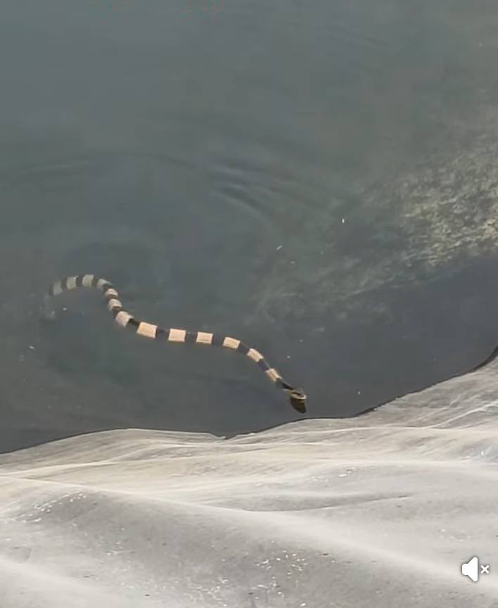 งูสามเหลี่ยม